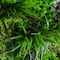 20" x 40" Borneo Jungle Artificial Living Wall Panel